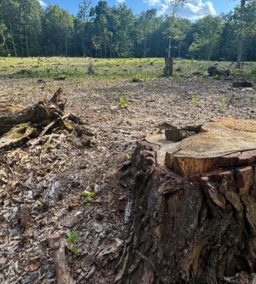 На Львівщині судитимуть двох експосадовців лісництва за незаконну вирубку понад 1100 дерев