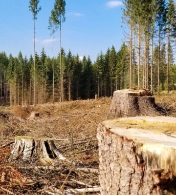 На Запоріжжі за незаконну вирубку понад 1200 дерев стягнули 5 млн грн збитків