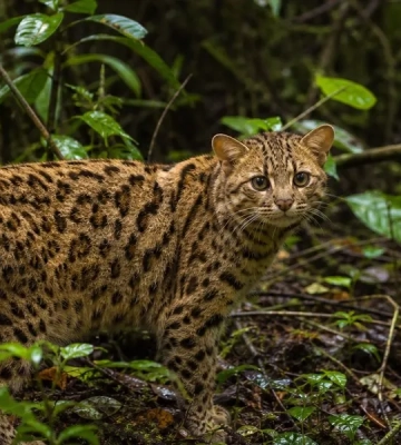 У Болівії описали новий вид диких кішок Leopardus tilcayo — Asharq Al-Awsat