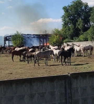 Росіяни вдруге за тиждень вдарили по Лозівському кінному заводу на Харківщині