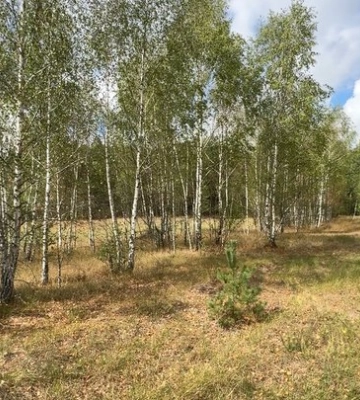 Як живе село на Волині, де автобус приїжджає лише двічі на тиждень