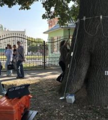 У Полтаві досліджують сторічні дерева. ВІДЕО