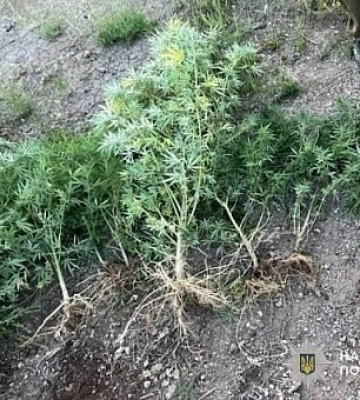Выращивал 250 растений конопли: в Кривом Роге разоблачили горожанина