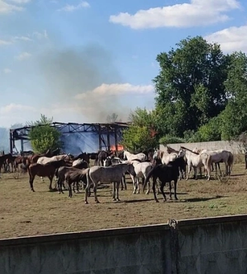 Удар РФ залишив без кормів понад 200 коней на Харківщині