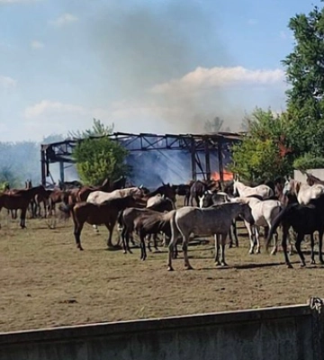 росія двічі ударила по кінному заводу на Харківщині: знищено корми