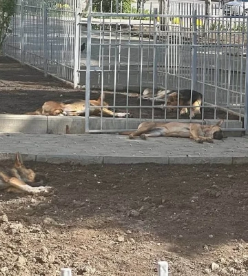 У центрі Миколаєва утворилася величезна зграя собак: жителі кажуть, що вони агресивні