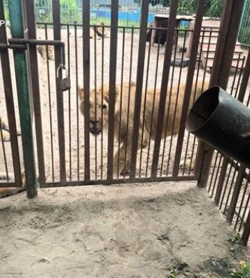 Напад льва на 5-летнего ребенка на Полтавщине: ветеринар получил подозрение